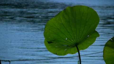 Leaf of a water lily Stock Footage