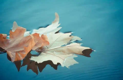 Leaf on the water Stock Photos