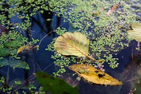 Leaf on the water 스톡 사진