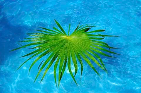 Leaf on the water Fotos de archivo