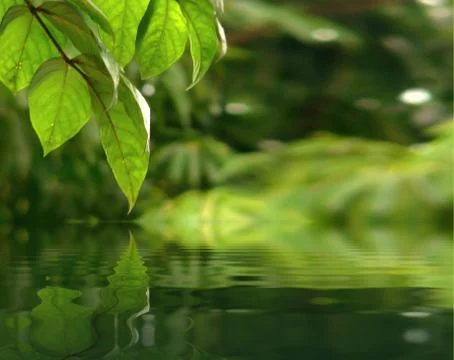 Leaf with water reflection Stock Photos