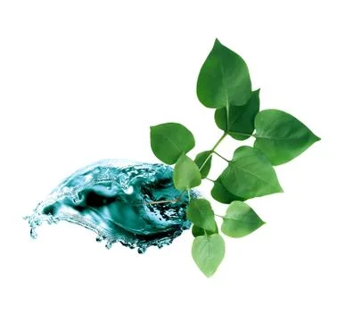 Leaf In Water Splash Stock Photos