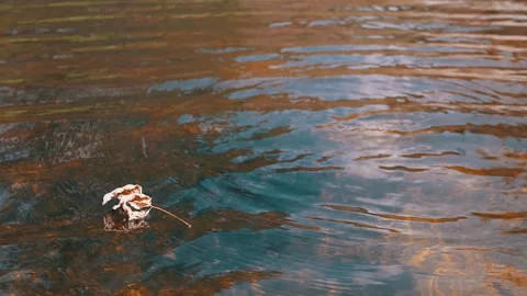 Leaf on Water, Tranquility, Nature Stock Footage 293264972