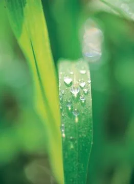 Leaf with waterdops Stock Photos