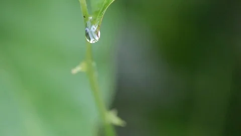 Leaf Waterdrop Stock Footage 90861742