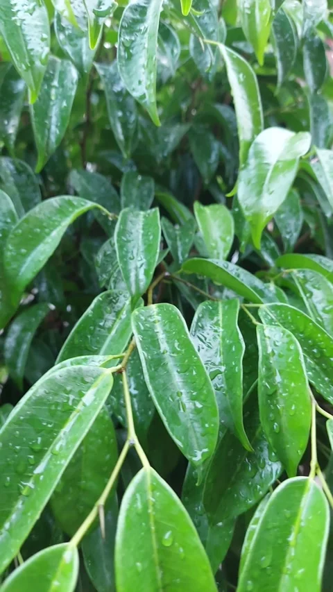 Leaf with waterdrop Stock Footage 287499465