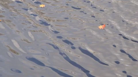 Leaf on the waves. Autumn landscapes in a small Dutch city. Stock Footage 255165636