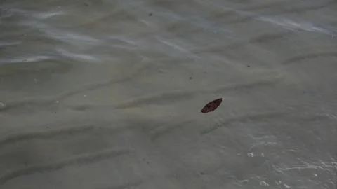 Leaf on the Waves Stock Footage 237963213
