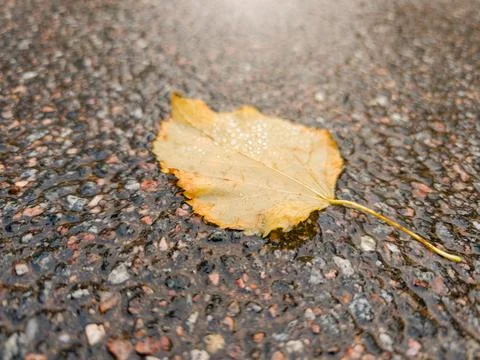 Leaf on wet pavement after rain in a city street during autumn Foto stock