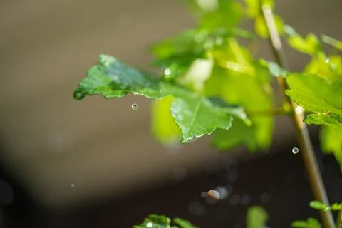 A leaf is wet with raindrops on it Stock Photos