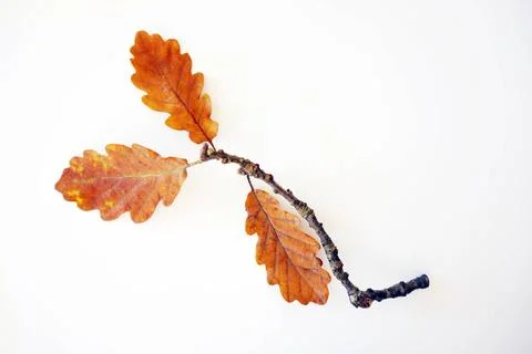 Leaf on white background Leaf on white background Copyright: xZoonar.com/A... Stock Photos