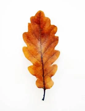 Leaf on white background Leaf on white background Copyright: xZoonar.com/A... Stock Photos