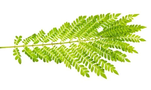 Leaf on white background Foto stock