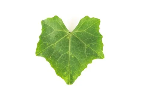 Leaf on a white background Stock Photos