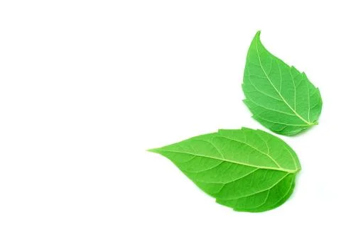 Leaf on white background Stock Photos