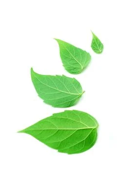 Leaf on white background Stock Photos
