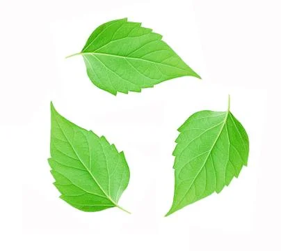 Leaf on white background Stock Photos