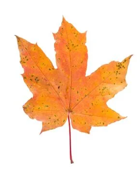 Leaf on white background Stock Photos