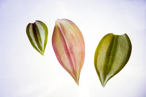 Leaf on the white background Stock Photos