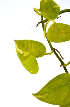 Leaf on white background Stock Photos