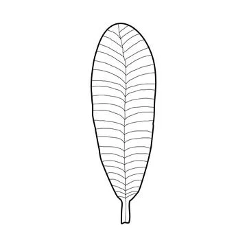 A leaf on white background. Vector illustration of a hand drawn plant. Illustrazione stock