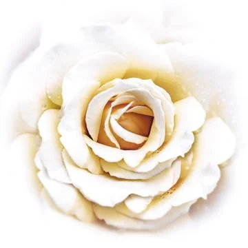 Leaf of white rose Stock Photos