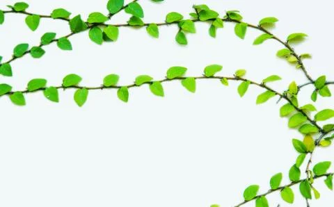 Leaf on white wall background. Green leaves border. Tree leaf frame isolated Stock-Fotos