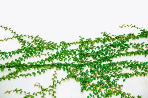 Leaf on white wall background. Green leaves border. Tree leaf frame isolated Stock-Fotos