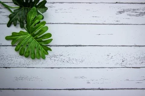 Leaf on white wood pattern background. Stock Photos