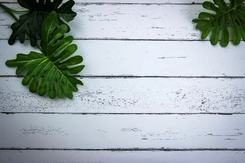Leaf on white wood pattern background. 스톡 사진