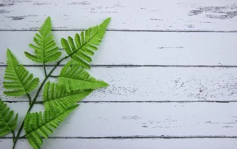 Leaf on white wood pattern background. Foto stock