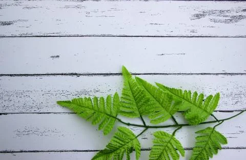 Leaf on white wood pattern background. Foto stock