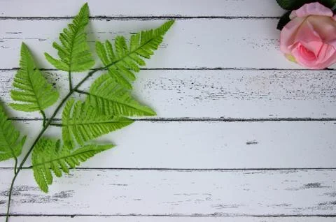Leaf on white wood pattern background. Stock Photos