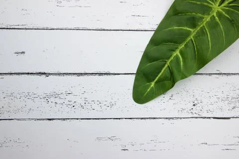 Leaf on white wood pattern background. Foto stock