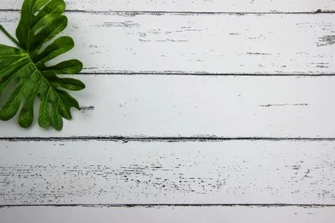 Leaf on white wood pattern background. Foto stock
