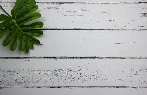 Leaf on white wood pattern background. Stock Photos