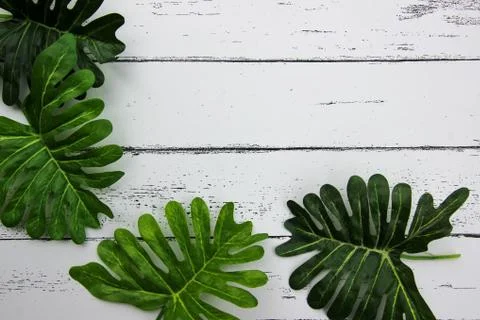 Leaf on white wood pattern background. Foto stock