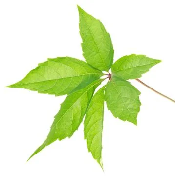 Leaf of wild grapes Stock Photos