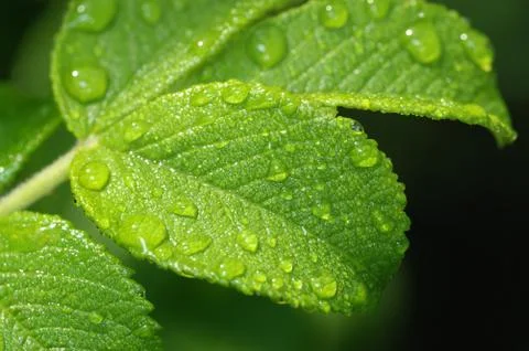 Leaf of wild rose with drops. Stock Photos