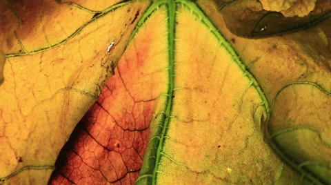 Leaf wilting timelapse Stock Footage 58200913