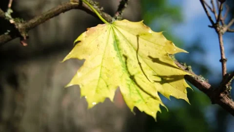 Leaf wind breeze spring tree branch Stock Footage 131010543