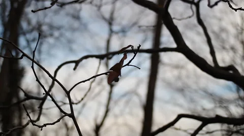 Leaf on Wind, Fall Background Stock Footage 47080759