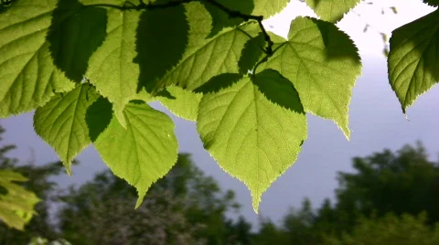 Leaf wind Stock Footage