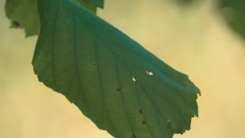 Leaf in the Wind Stock Footage 79293610