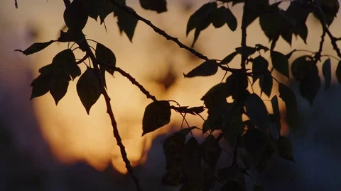 Leaf on wind Stock Footage 80975873