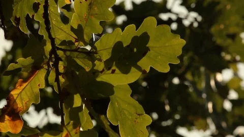 Leaf in the wind Stock Footage 99117215