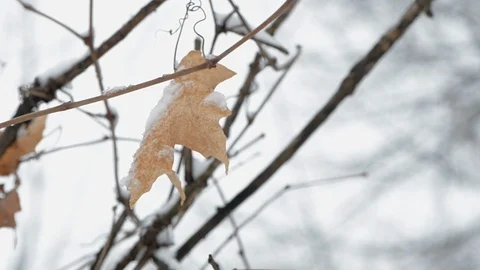 Leaf in the wind Stock Footage 109246190
