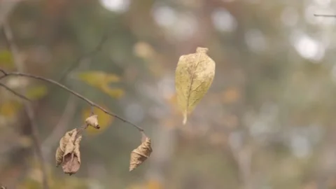 A Leaf on the Wind Video stock 135458816