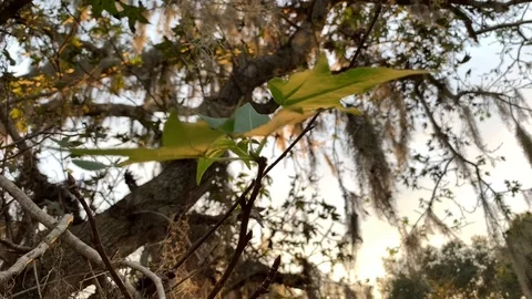Leaf on windy day Stock Footage