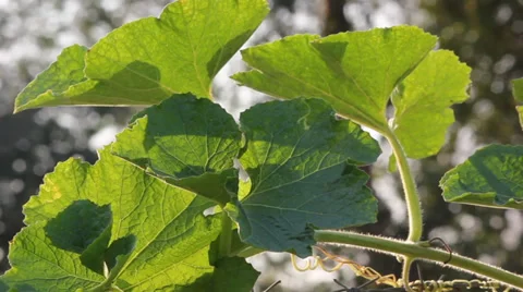 Leaf of winter melon movement 動画素材 35519051